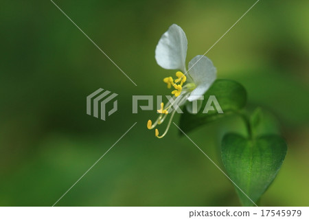 Natural plants Cloverballs Tuyxa, varieties of Tsutsukusa. It is said to bloom at the same place every year 17545979