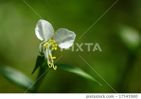 天然植物Cloverballs Tuyxa,Tsutsukusa的品種。它在藍色的外衣裡綻放 天然植物Cloverballs Tuyxa,Tsutsukusa的品種。它在藍色的外衣裡綻放 17545980