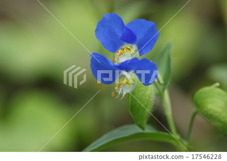 Natural plant Tunyxa, two wheels (stage) bloom. It seems that two buds that usually bloom in order are bloomed at the same time ① 17546228