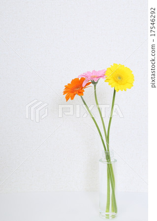 雛菊 雛菊 17546292