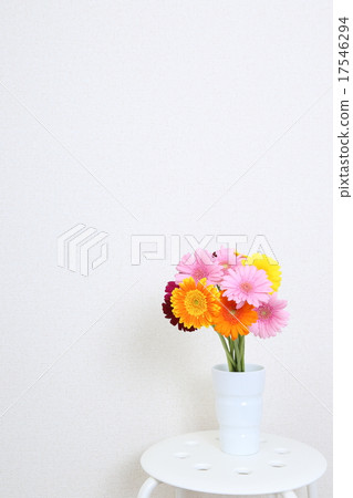 Gerbera Gerbera 17546294