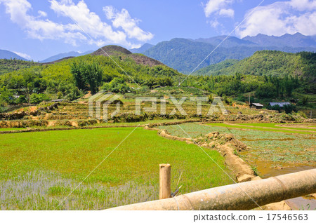Young rice field in Sapa, Vietnam 17546563