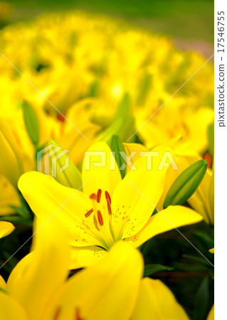 Yellow lily, at the Lily of the Ie Island islands festival 17546755