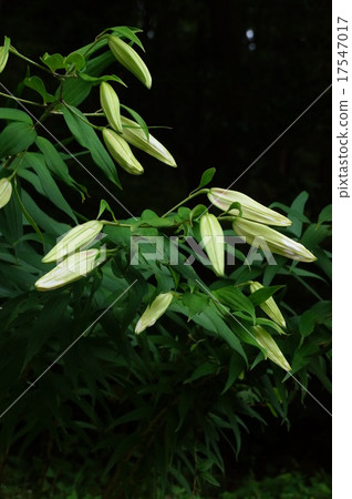 Bud of Yuri Yuri Bud of Yuri Yuri 17547017