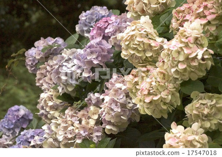 hydrangea hydrangea 17547018