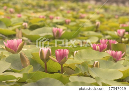 Retro with water lotus Retro with water lotus 17547019