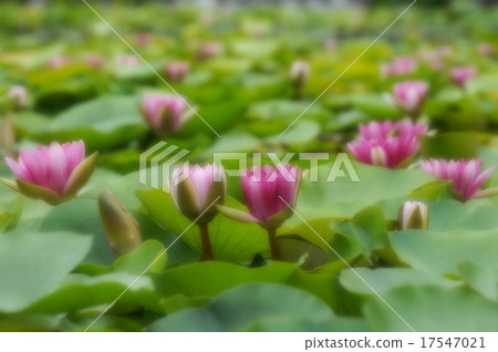 軟焦點與水蓮花 17547021