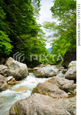 The mountain stream of Okutama and beautiful trees (vertical) 17547151