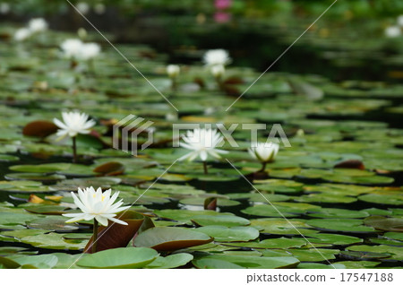 白蓮花蓮花 白蓮花蓮花 17547188
