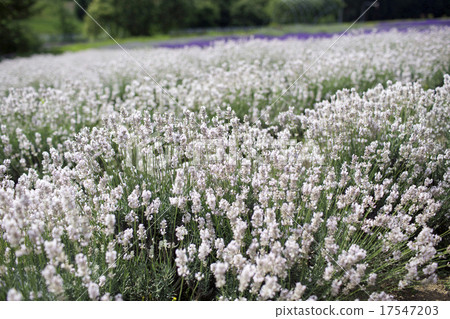 Furano's white lavender 17547203