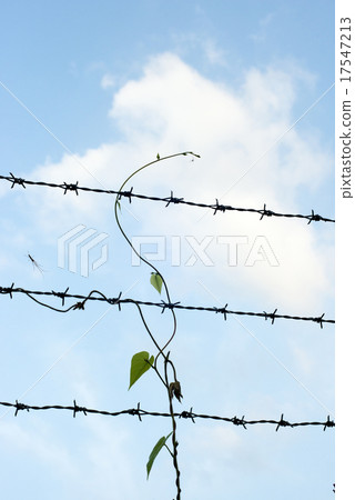 Ivy 17547213