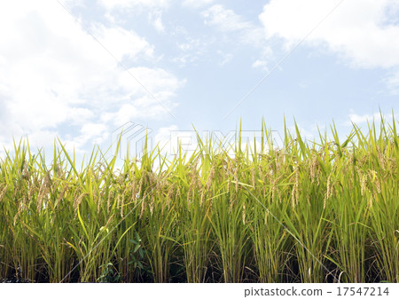 Rice Rice 17547214
