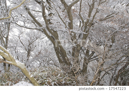 Ribisan山樹冰 Ribisan山樹冰 17547223