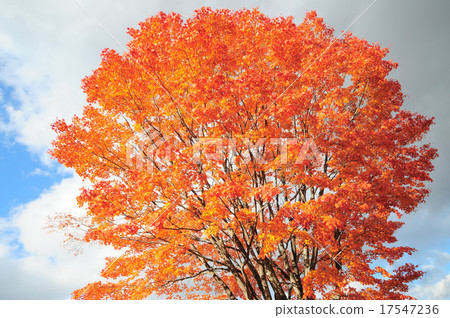 秋天的樹葉 17547236