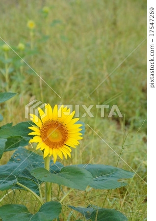 Sunflower Sunflower 17547269