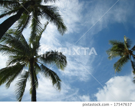 Vacation Vacation 17547637