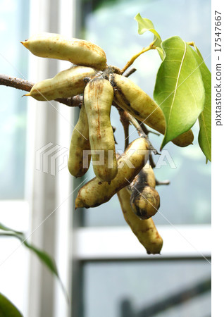 Inga Urgunensis Inga Urgunensis 17547667