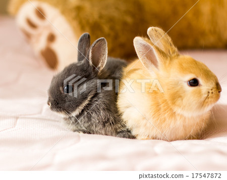 Usagi Netherland Dwarf 17547872