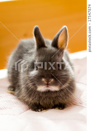 Rabbit Rabbit 17547874