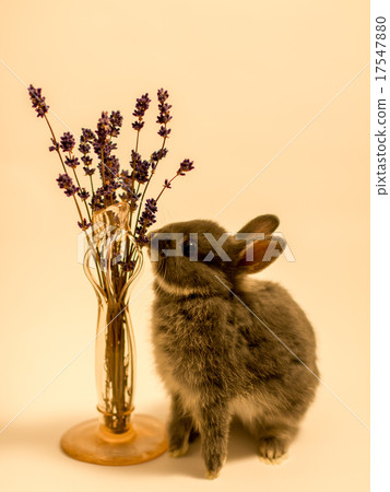 Netherlands Dwarf Netherlands Dwarf 17547880