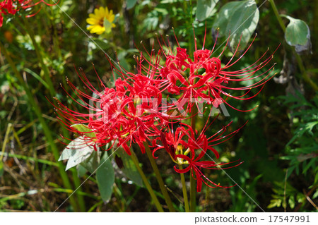 群集孤挺花 17547991