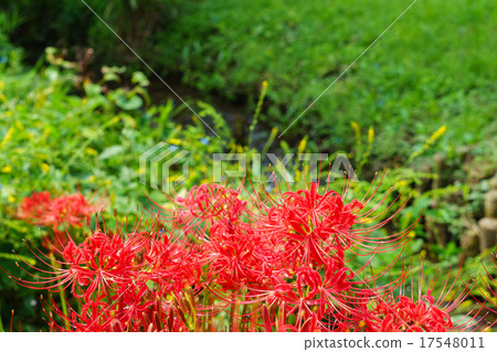 群集孤挺花 群集孤挺花 17548011