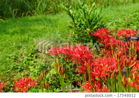 Cluster amaryllis Cluster amaryllis 17548012