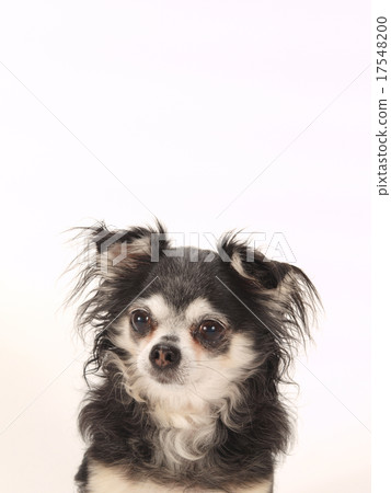 Chihuahua smiling 17548200