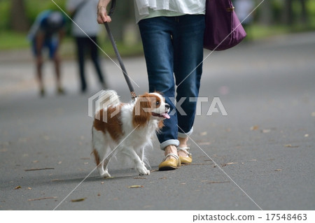 走與騎士的婦女 走與騎士的婦女 17548463