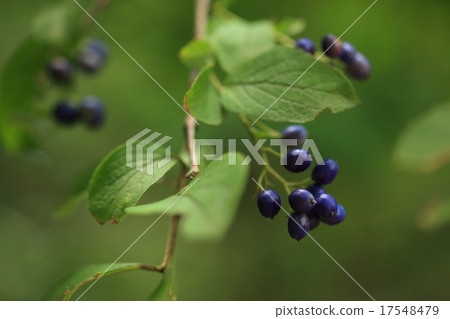 Natural plant Sawafutagi, in spring spring beautiful flowers bloom, the lapis-colored fruits are seen at the end of summer 17548479