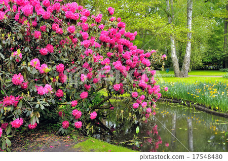 Green park Keukenhof Green park Keukenhof 17548480