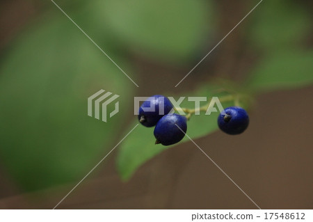 Natural plant Sawafutagi, the name that it grows so as to cover the waters. Also known as "Ruri Mino Ushi Koroshi" ... Natural plant Sawafutagi, the name that it grows so as to cover the waters. Also known as "Ruri Mino Ushi Koroshi" ... 17548612