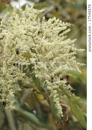 Natural plants Nurde, midsummer, a small white flower filled with unobtrusive trees of vacant lots Natural plants Nurde, midsummer, a small white flower filled with unobtrusive trees of vacant lots 17548876