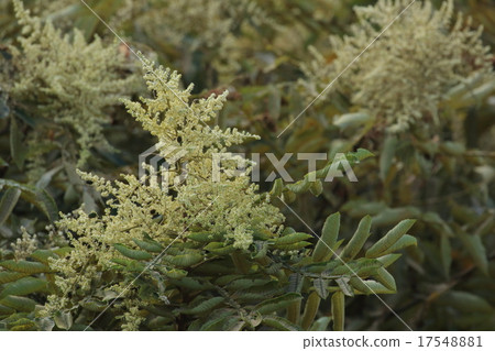 自然發生的植物Nurde,有人擺脫它,因為它是一個Rucidae。水果和葉子是生藥 自然發生的植物Nurde,有人擺脫它,因為它是一個Rucidae。水果和葉子是生藥 17548881