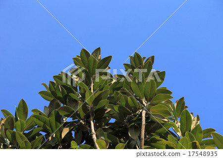Taishan tree extending to the blue sky Taishan tree extending to the blue sky 17548935