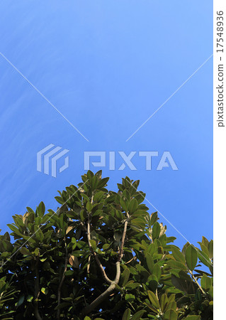 Taishan tree extending to the blue sky Taishan tree extending to the blue sky 17548936