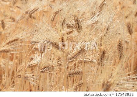 Wheat field before harvest (barley) 17548938
