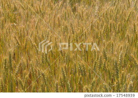 Wheat 17548939