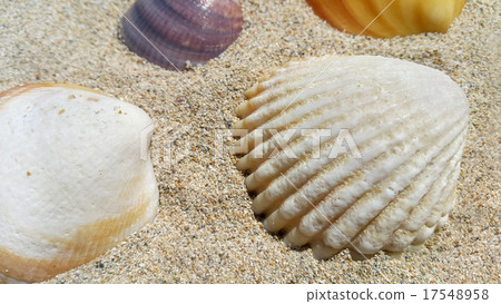 Closeup of sea shells on the sand Closeup of sea shells on the sand 17548958