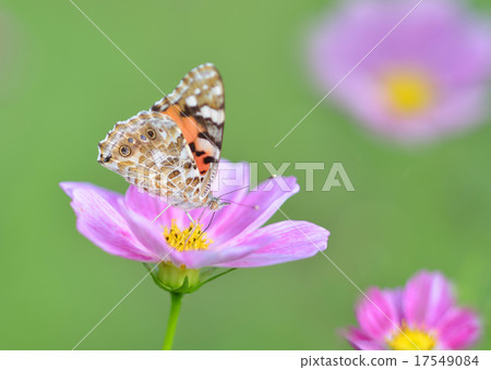 Cosmos and butterfly butterfly 17549084