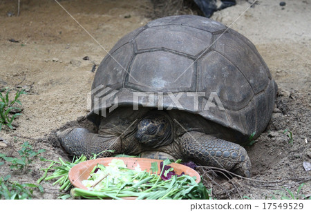 close up orange dragonfly on tree in garden 17549529