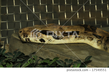 close up orange dragonfly on tree in garden close up orange dragonfly on tree in garden 17549551