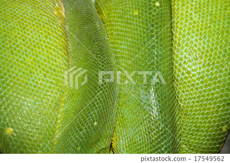 close up orange dragonfly on tree in garden close up orange dragonfly on tree in garden 17549562