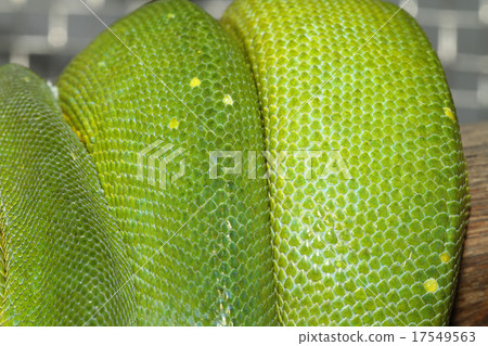 close up orange dragonfly on tree in garden close up orange dragonfly on tree in garden 17549563