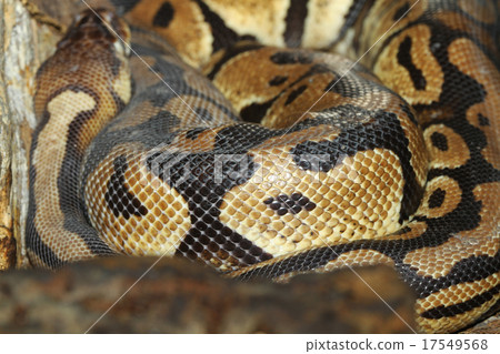 close up orange dragonfly on tree in garden close up orange dragonfly on tree in garden 17549568