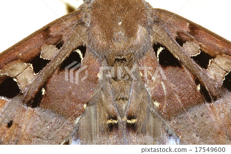close up orange dragonfly on tree in garden close up orange dragonfly on tree in garden 17549600