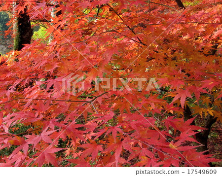 Let's go see the autumn leaves Let's go see the autumn leaves 17549609