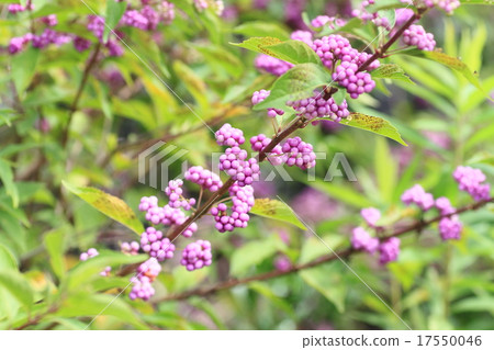 Komurasaki fruit Komurasaki fruit 17550046