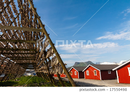 Cod fish at the drying racks and rorbu, Lofoten Cod fish at the drying racks and rorbu, Lofoten 17550498