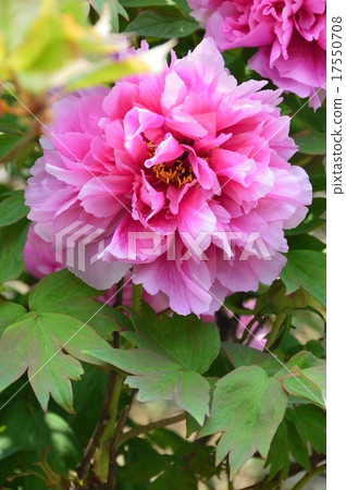 Peony flower blooming in pink color (Fukaya city, Saitama Prefecture) 17550708